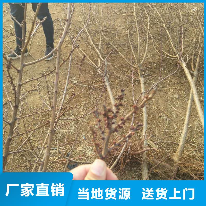杏,樱桃苗检验发货