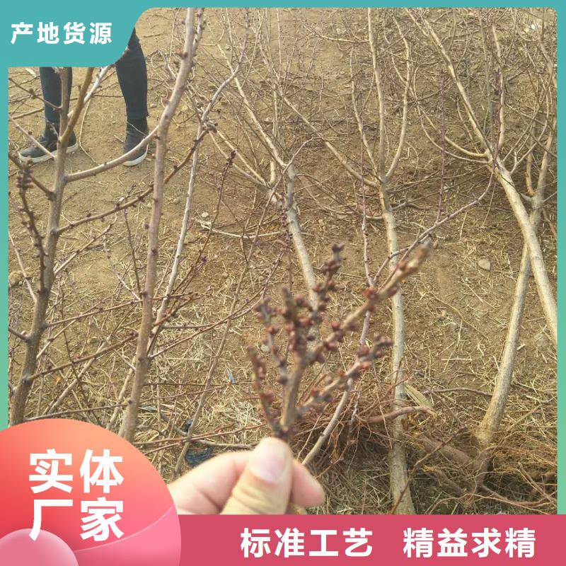 北美冬青-视频-北美冬青|云南省迪庆市|德钦|香格里拉|西双版纳|保山|昭通|大理|怒江|临沧