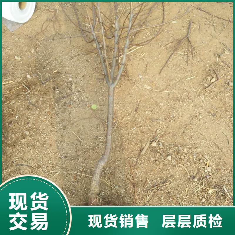 杏,樱桃苗检验发货