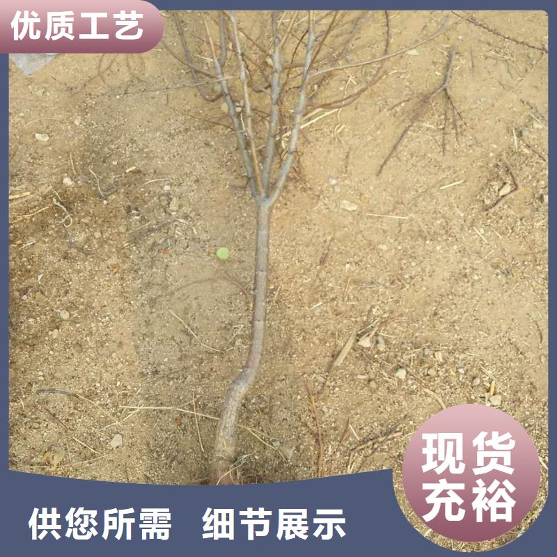 杏板栗苗厂家拥有先进的设备