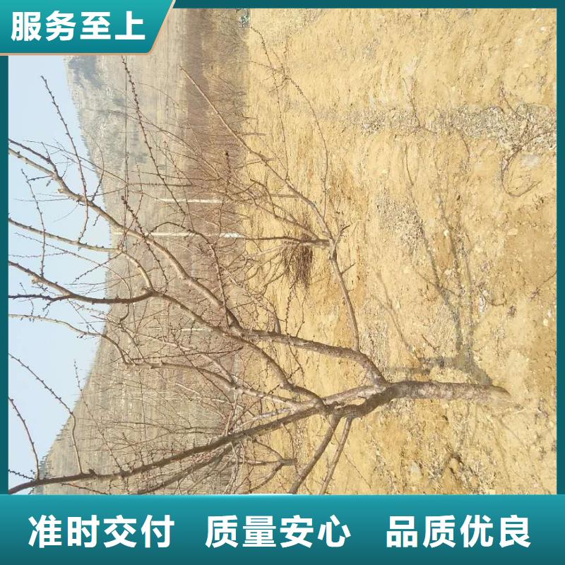 杏,樱桃苗检验发货