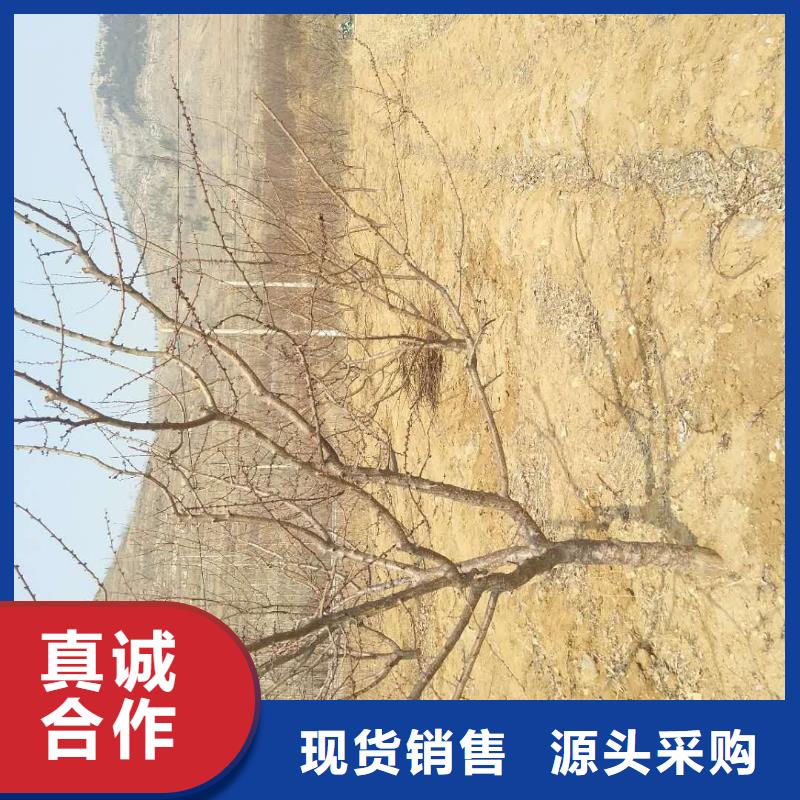 杏板栗苗厂家拥有先进的设备