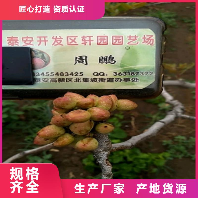 开心果_桃树苗闪电发货