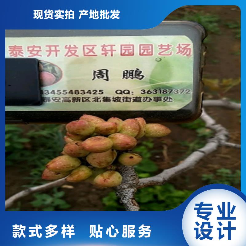 北美冬青视频-北美冬青|克拉玛依市|伊犁|乌鲁木齐