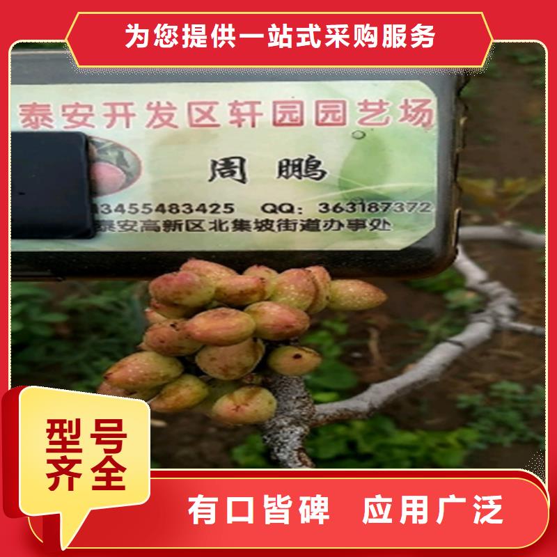 开心果樱桃苗厂家实力雄厚