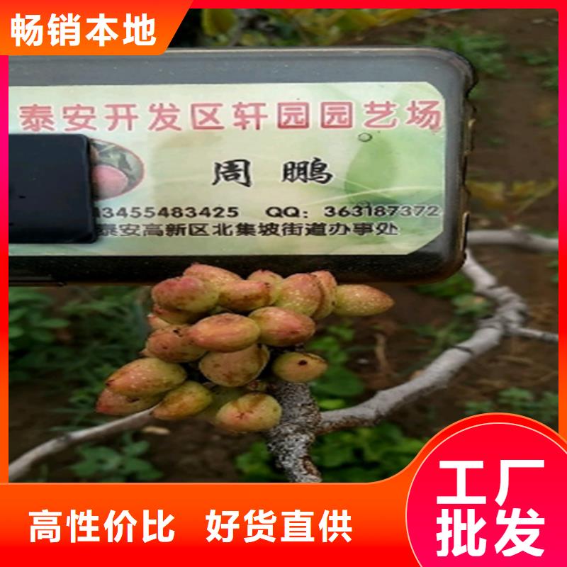 开心果_樱桃苗严选好货