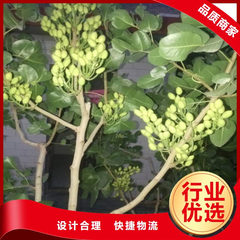 开心果_桃树苗闪电发货