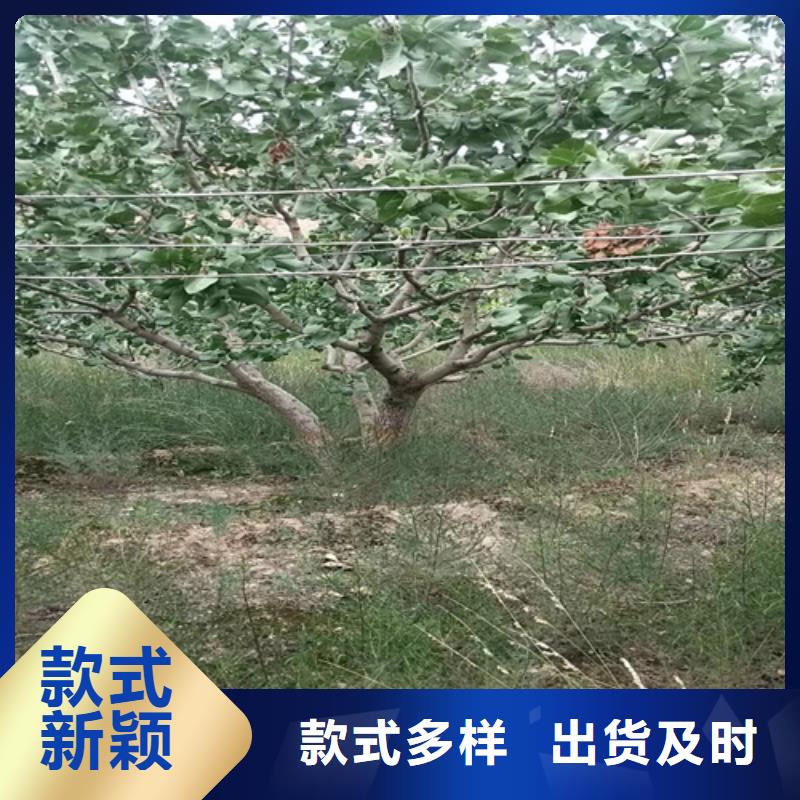 开心果梨树苗主推产品