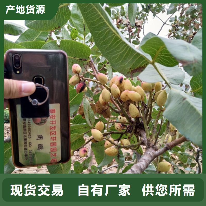 开心果_桃树苗闪电发货