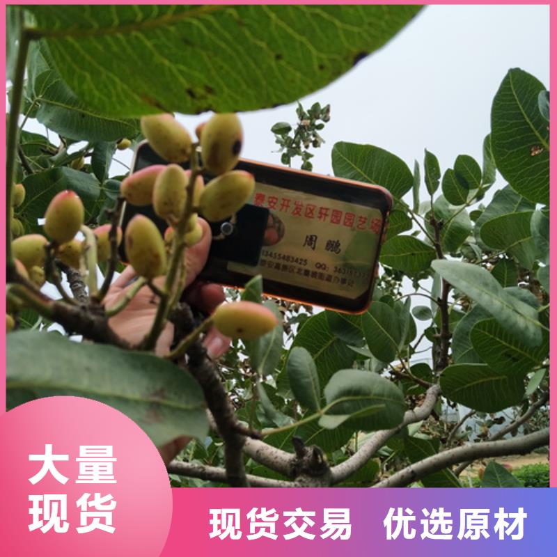 开心果_桃树苗闪电发货
