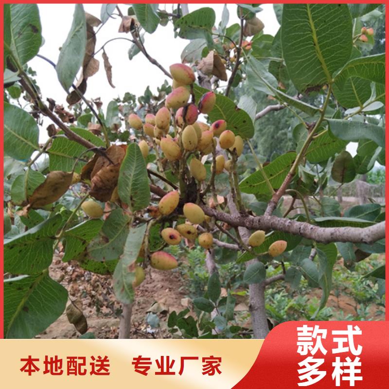 开心果_【樱桃苗】主推产品