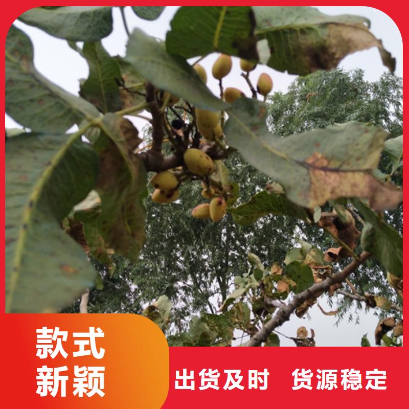 北美冬青视频-北美冬青-辽宁省阜新市清河门|彰武|盘锦|丹东|铁岭|本溪|沈阳同城货源
