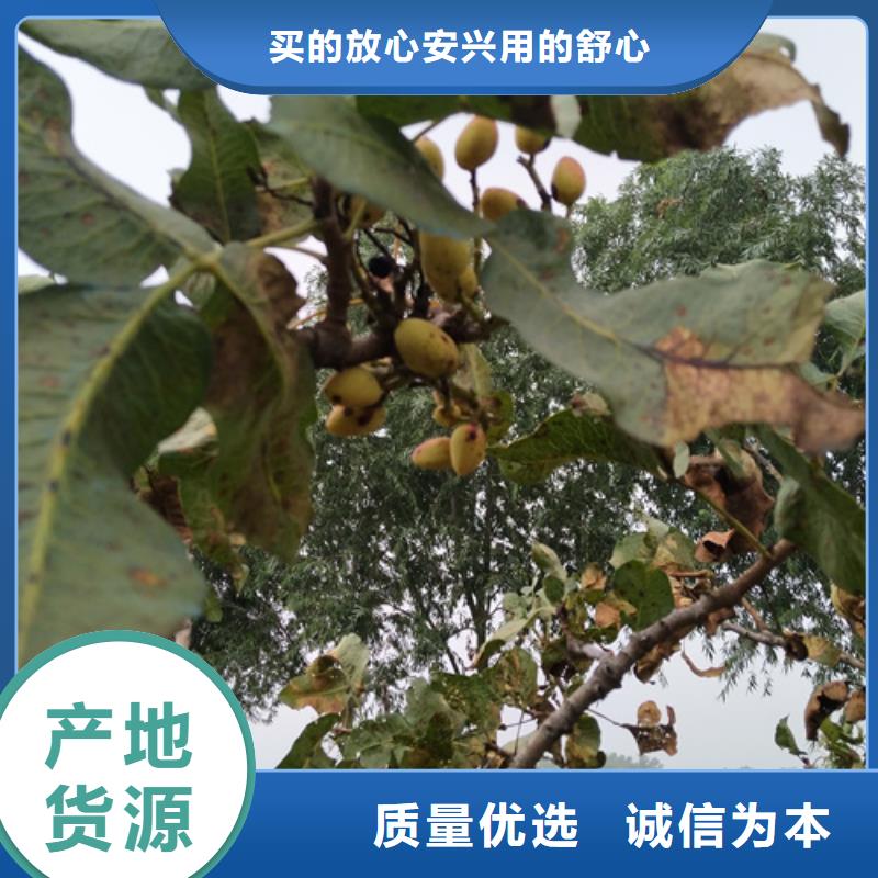 北美冬青视频-北美冬青|克拉玛依市|伊犁|乌鲁木齐