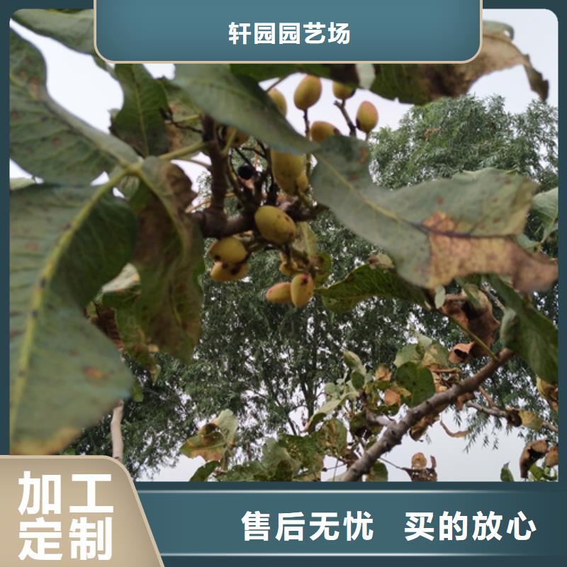 开心果_桃树苗闪电发货