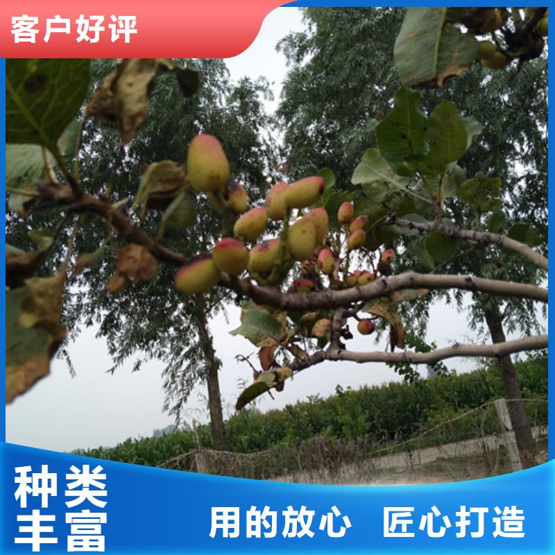 开心果梨树苗主推产品