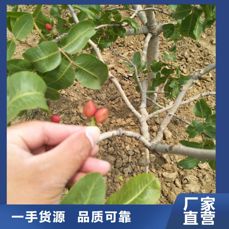开心果梨树苗主推产品