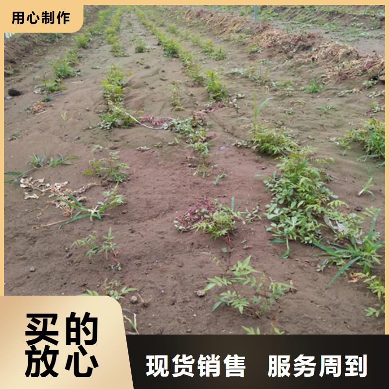 开心果_【樱桃苗】主推产品
