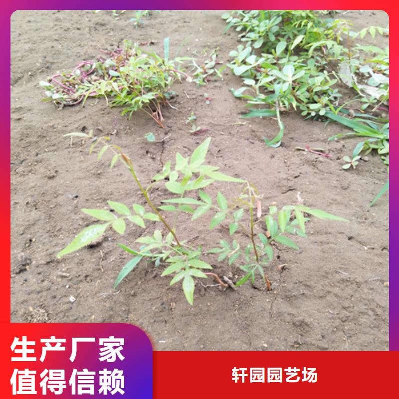 北美冬青视频-北美冬青-辽宁省阜新市清河门|彰武|盘锦|丹东|铁岭|本溪|沈阳同城货源