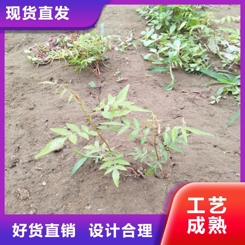 开心果_【樱桃苗】主推产品
