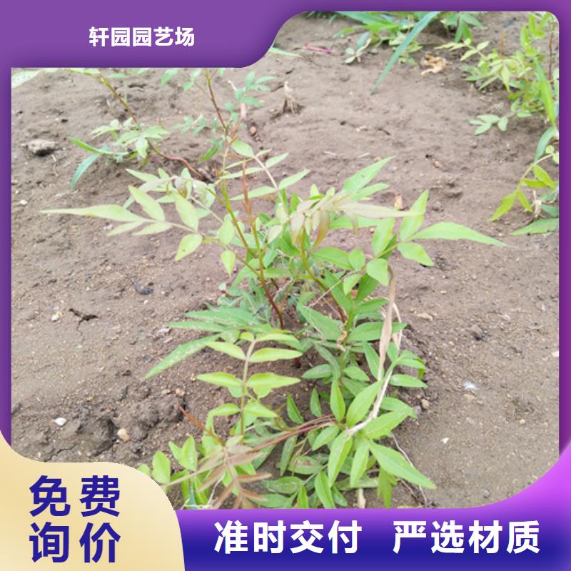 北美冬青视频-北美冬青|克拉玛依市|伊犁|乌鲁木齐