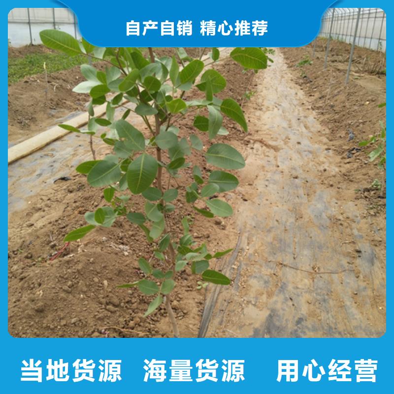 北美冬青视频-北美冬青|克拉玛依市|伊犁|乌鲁木齐