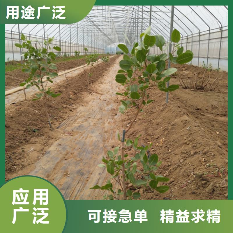 开心果梨树苗主推产品
