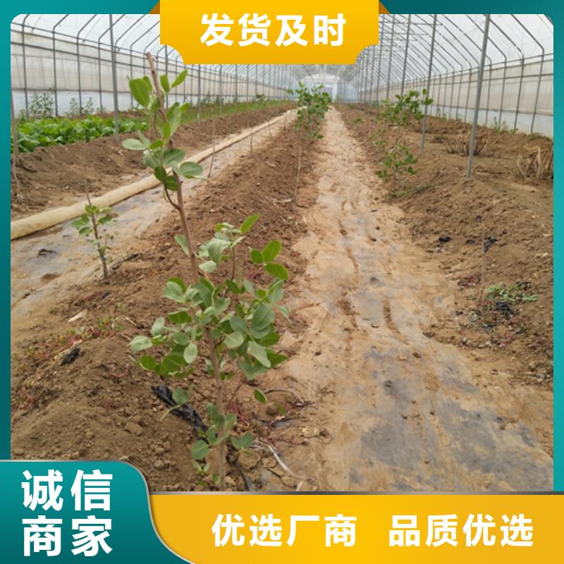 开心果梨树苗主推产品