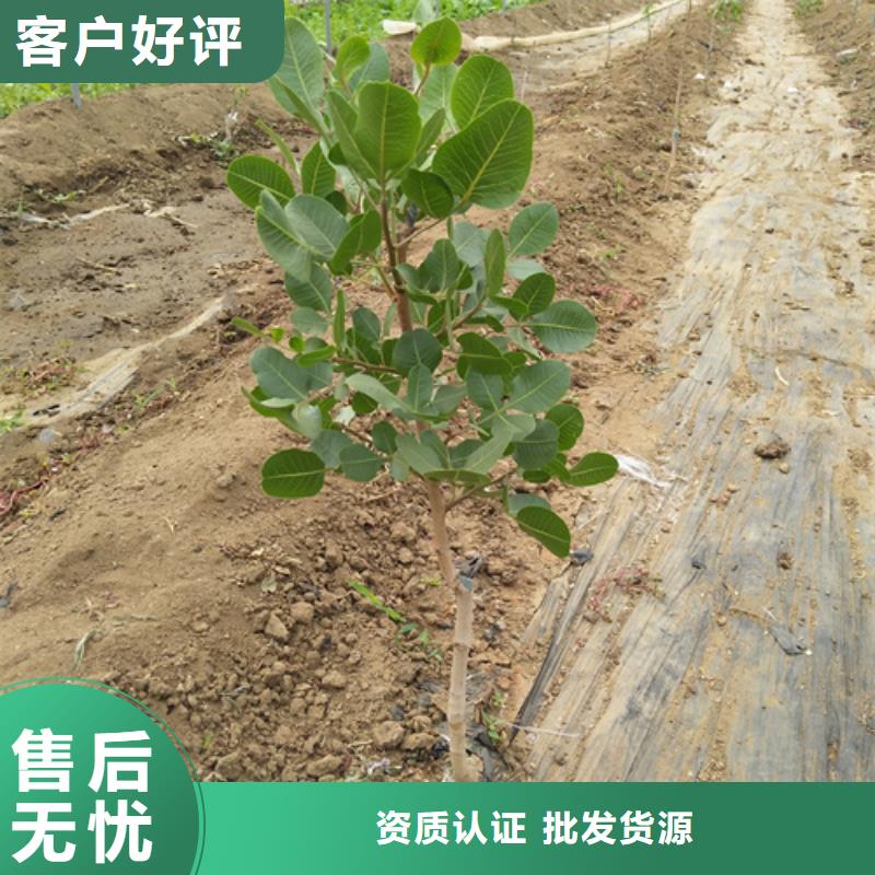 北美冬青视频-北美冬青-辽宁省阜新市清河门|彰武|盘锦|丹东|铁岭|本溪|沈阳同城货源