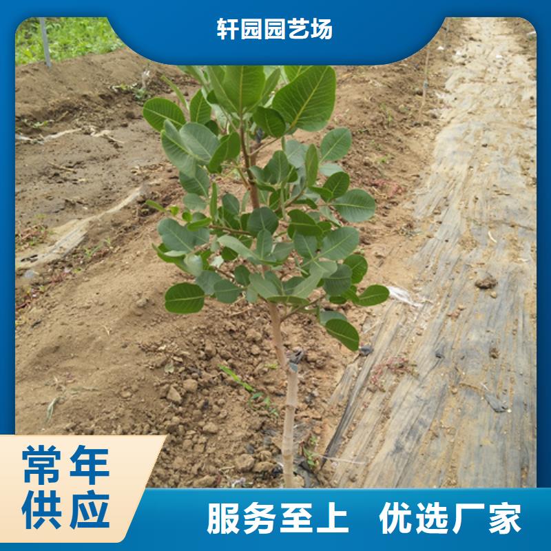 北美冬青视频-北美冬青|克拉玛依市|伊犁|乌鲁木齐