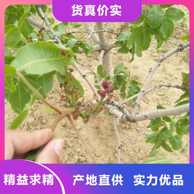 北美冬青视频-北美冬青|克拉玛依市|伊犁|乌鲁木齐