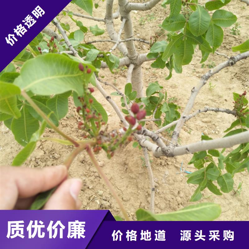 开心果梨树苗主推产品