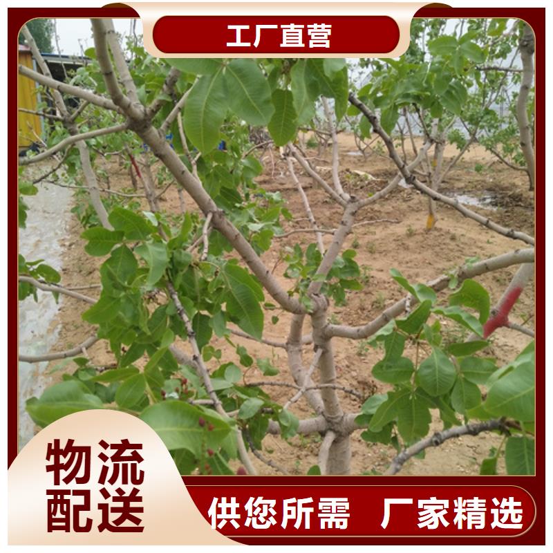 开心果梨树苗主推产品