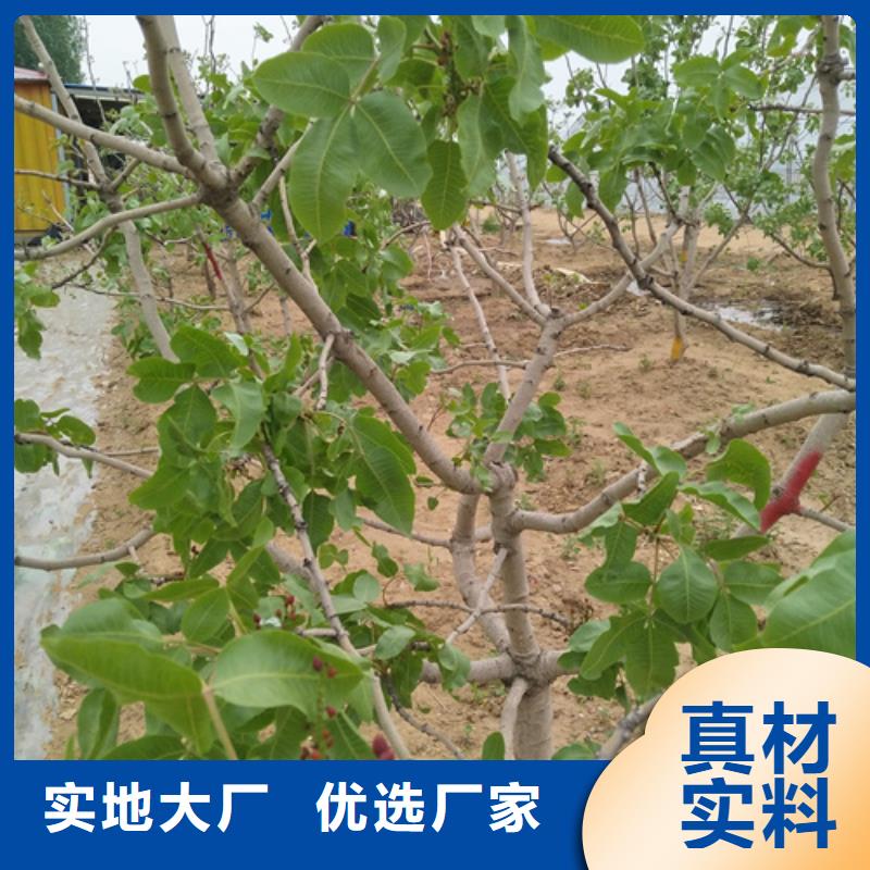 北美冬青视频-北美冬青-辽宁省阜新市清河门|彰武|盘锦|丹东|铁岭|本溪|沈阳同城货源