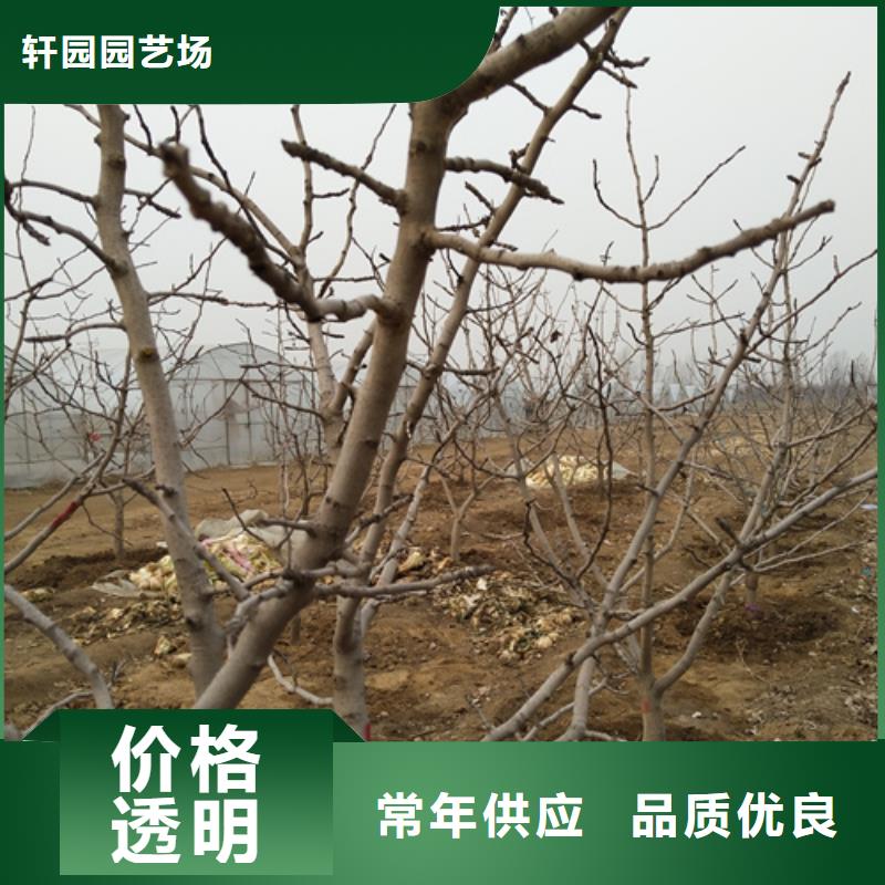 开心果梨树苗主推产品