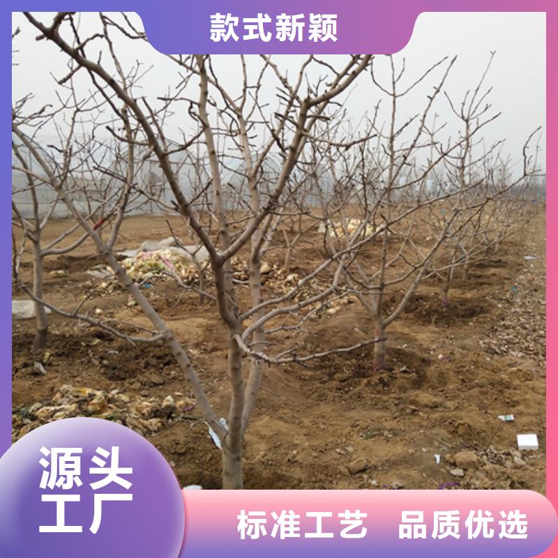 开心果樱桃苗厂家实力雄厚