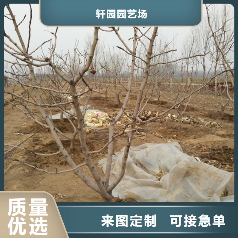 开心果樱桃苗厂家实力雄厚