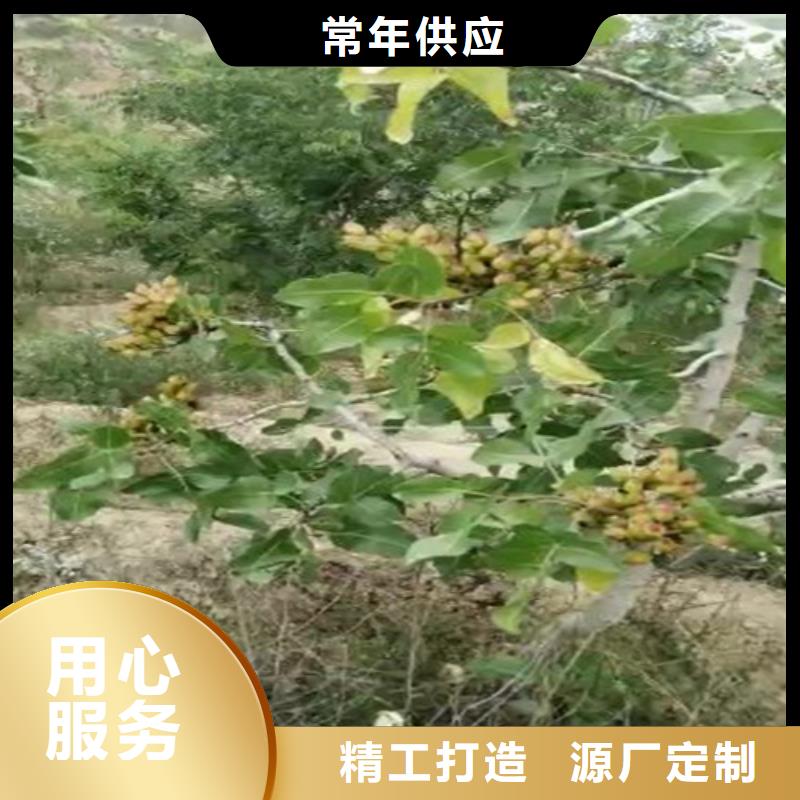 北美冬青视频-北美冬青|克拉玛依市|伊犁|乌鲁木齐