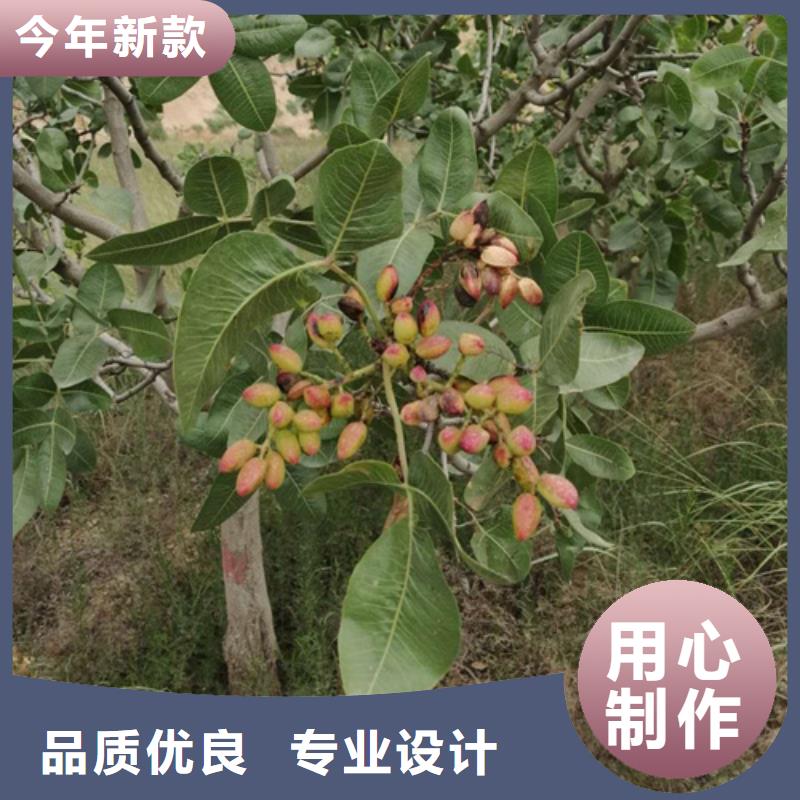 北美冬青视频-北美冬青-辽宁省阜新市清河门|彰武|盘锦|丹东|铁岭|本溪|沈阳同城货源