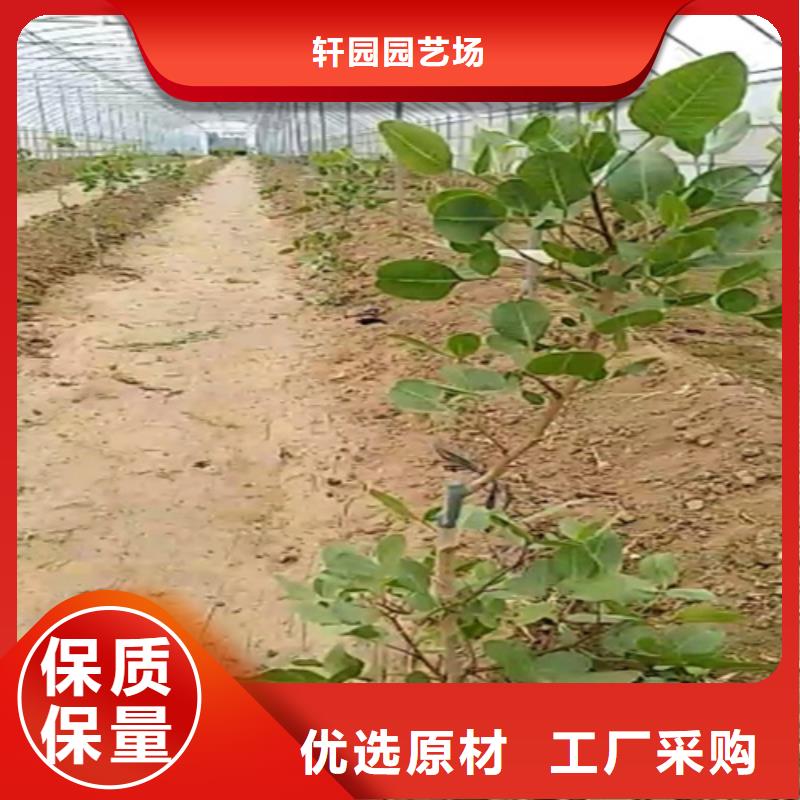 开心果_【樱桃苗】主推产品