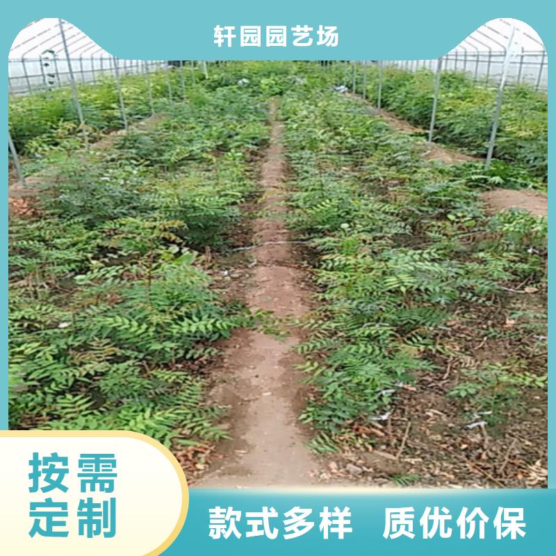 北美冬青视频-北美冬青-辽宁省阜新市清河门|彰武|盘锦|丹东|铁岭|本溪|沈阳同城货源
