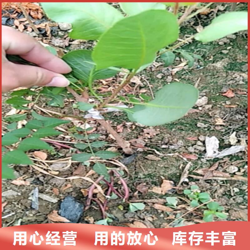 开心果樱桃苗厂家实力雄厚