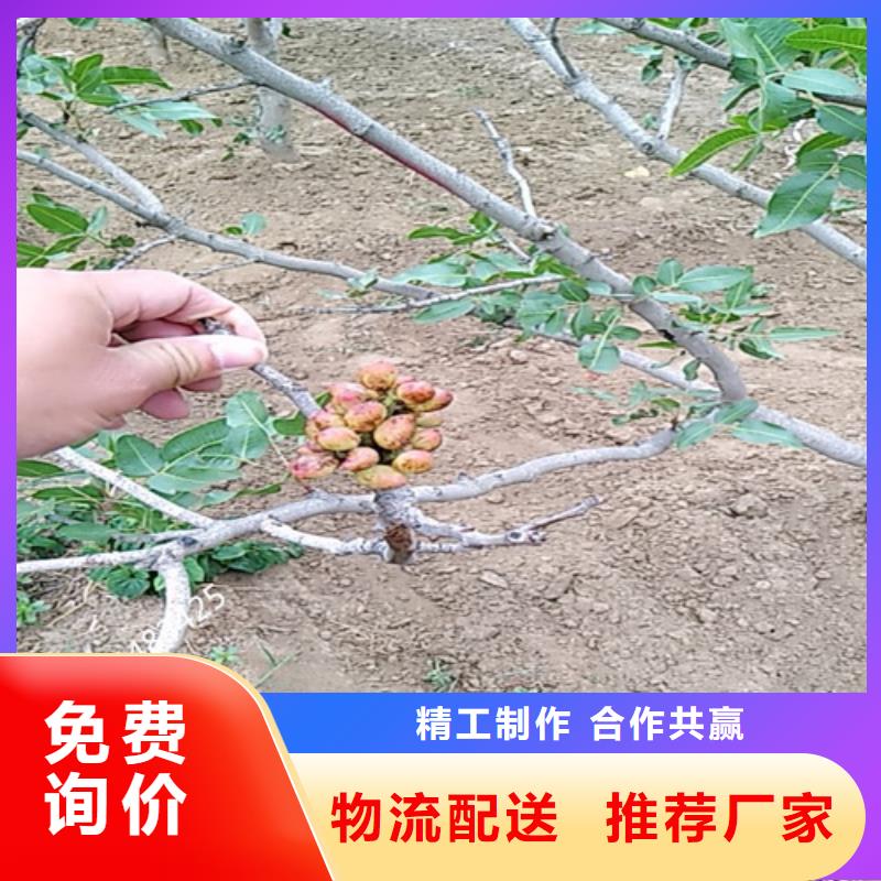 开心果梨树苗主推产品