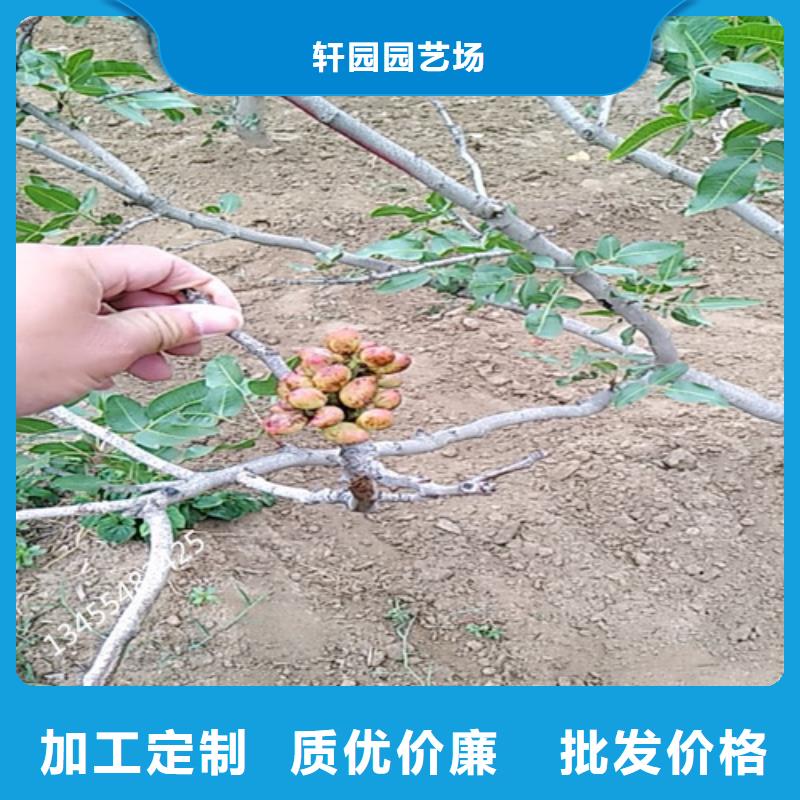 北美冬青视频-北美冬青-辽宁省阜新市清河门|彰武|盘锦|丹东|铁岭|本溪|沈阳同城货源