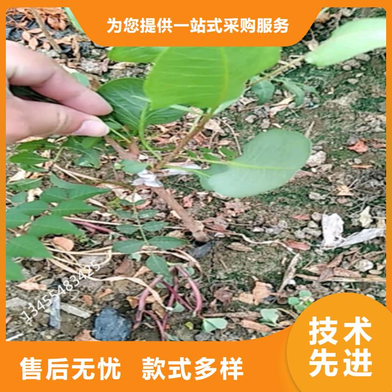 开心果_【樱桃苗】主推产品
