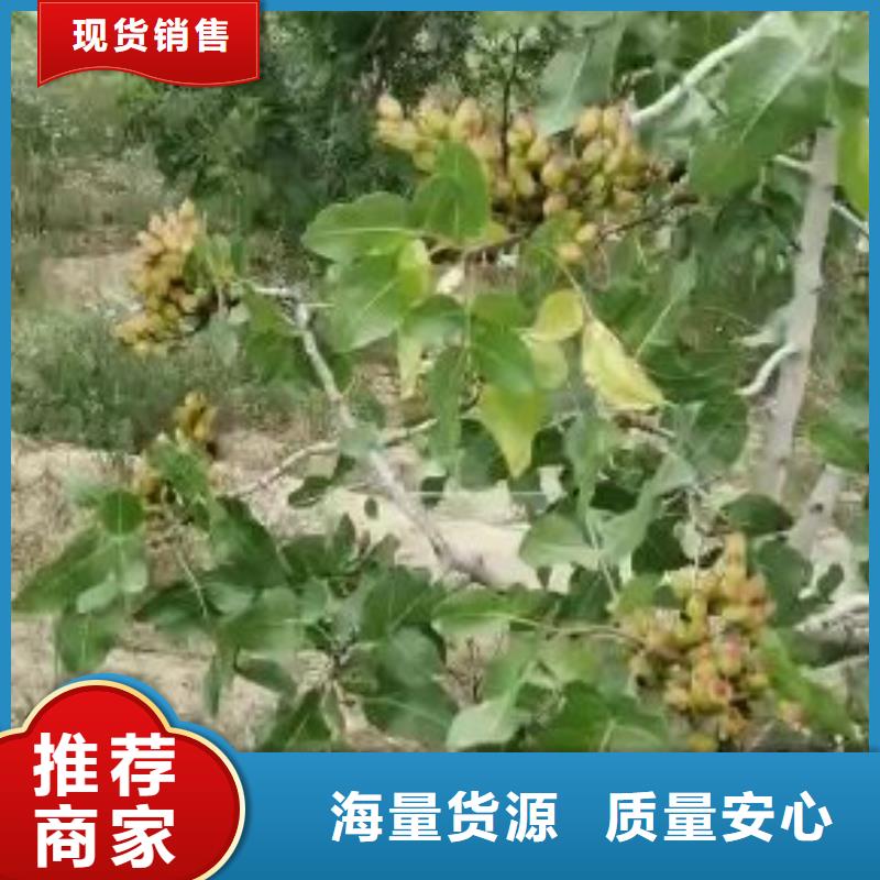 北美冬青视频-北美冬青|克拉玛依市|伊犁|乌鲁木齐