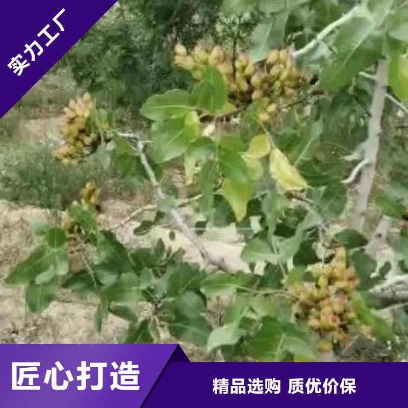 开心果_【樱桃苗】主推产品