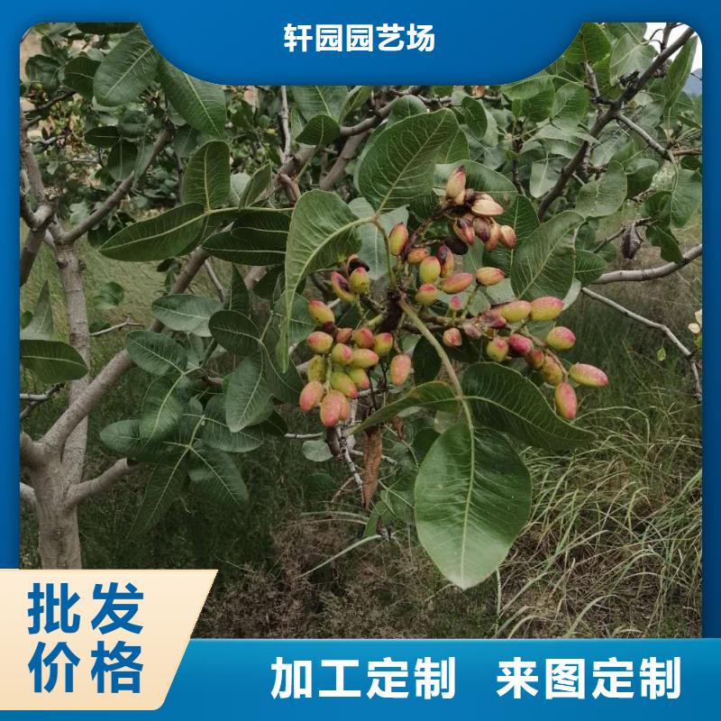 开心果_樱桃苗严选好货