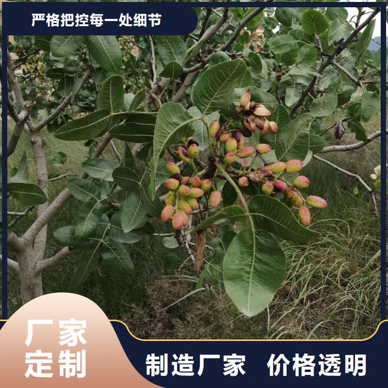 开心果_【樱桃苗】主推产品