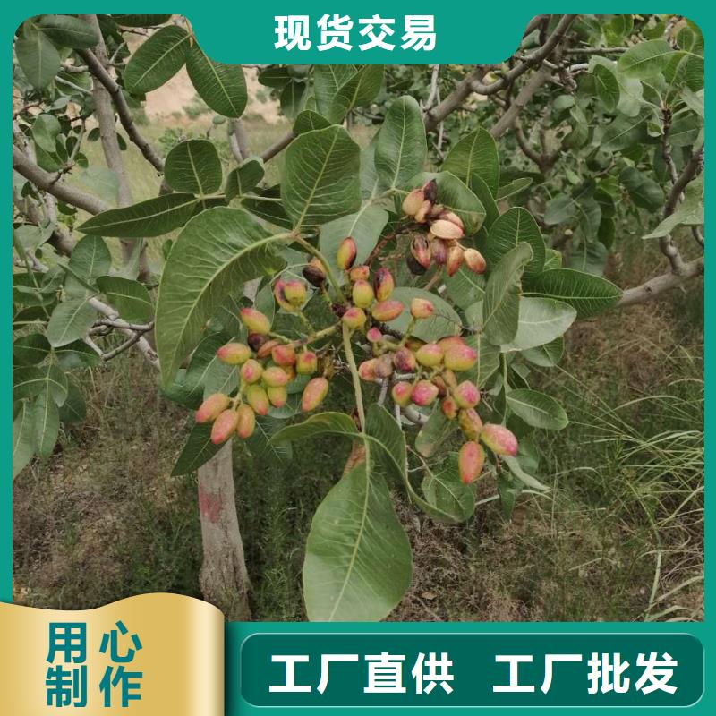开心果梨树苗主推产品