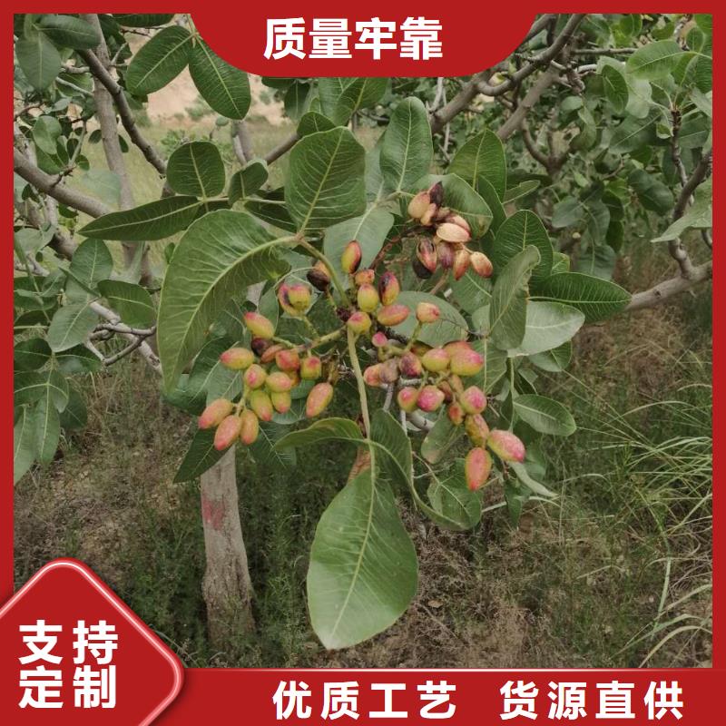 开心果_【樱桃苗】主推产品
